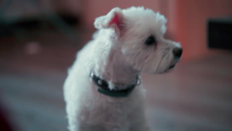 Cute-little-white-Maltese-Dog-looking-at-a-camera-close-up