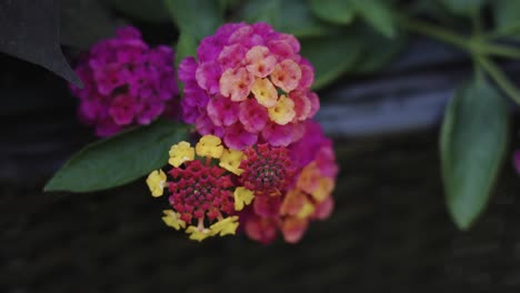 Blooms-of-orange,-red,-pink,-and-yellow-in-a-planter