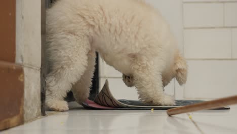 Aggressive-Toy-Poodle-Dog-Biting-Wooden-Stick-At-Home