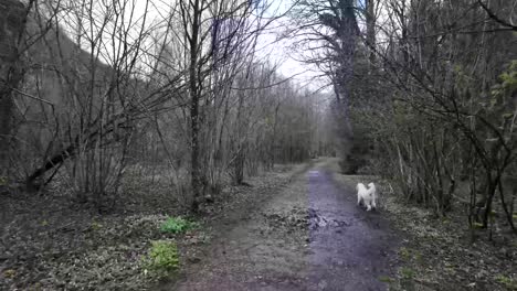 Cute-Dog-Walking-Happily-On-Wood-Pathway-In-Forest,-Switzerland