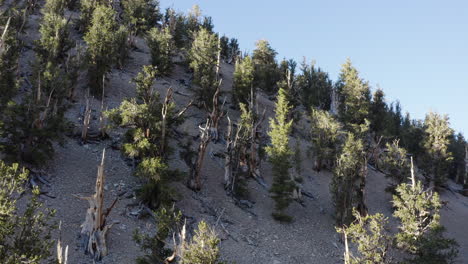 Drone-flies-over-the-ancient-bristlecone-pine-forest,-California,-United-States-and-captures-the-view-of-forest-trees