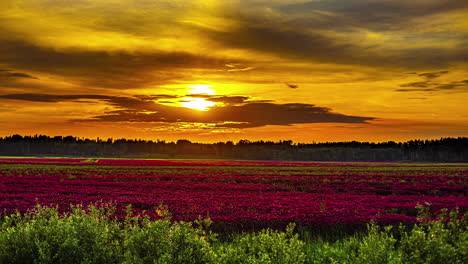 Sunset-timelapse-over-purple-Crimson-Italian-clover-blooming-flower-field