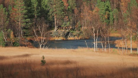 Grüne-Kiefern-Und-Blattlose-Birken-An-Den-Ufern-Des-Seichten-Flusses-In-Der-Norwegischen-Tundra