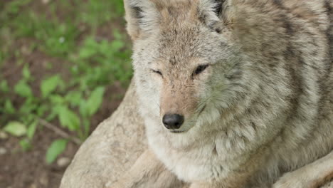 Especies-Híbridas-De-Coywolf-En-El-Este-De-América-Del-Norte.