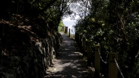 Path-surrounded-by-tree-in-park-in-city-Auckland,-New-Zealand