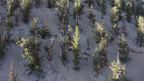 El-Dron-Captura-La-Vista-Del-Bosque-Desde-Arriba,-Los-árboles-Y-La-Tierra-Rocosa.