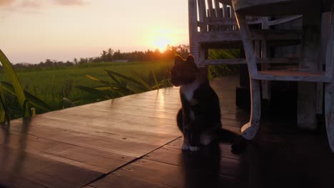 Peaceful-ambiance-of-Ubud,-Bali,-as-a-cat-relaxes-on-a-porch-with-stunning-views-of-rice-fields-at-sunset