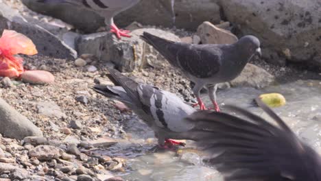 Taube-Trinkt-Verschmutztes-Meerwasser_Carter-Road-Bandra