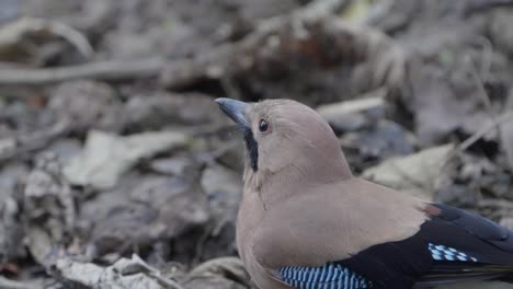 Rare-Birds-of-Nepal