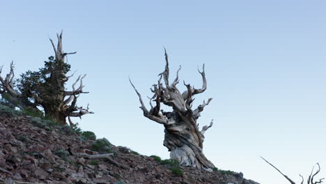 Oldest-pine-tree-with-twisted-branch-at-ancient-bristlecone-pine-forest,-California,-United-States