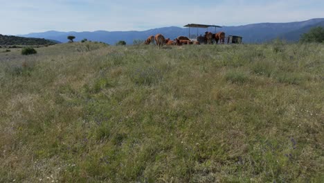 ascending-flight-with-a-drone-in-a-meadow-where-there-is-a-group-of-red-cows-around-a-feeder-with-straw-we-discover-their-wonderful-environment-where-they-live-with-a-beautiful-background-of-mountains