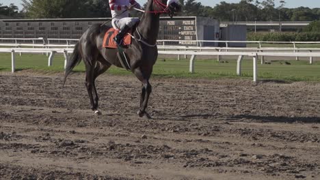 Corriendo-Caballo-De-Carreras-Con-Jockey-A-Lo-Largo-De-La-Pista-Durante-El-Entrenamiento,-Primer-Plano-Sigue-Cámara-Lenta