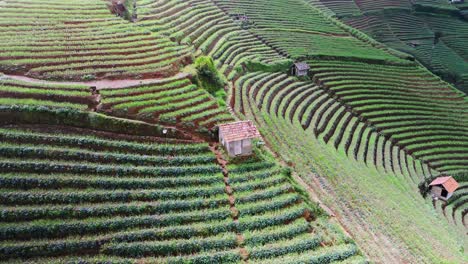 Arbeiterhütte-Auf-Gestreiften-Panyaweuyan-Plantagenterrassen,-Landwirtschaftliche-Nutzpflanzen-Schmiegen-Sich-An-Die-Vulkanischen-Hänge-Der-Indonesischen-Landschaft