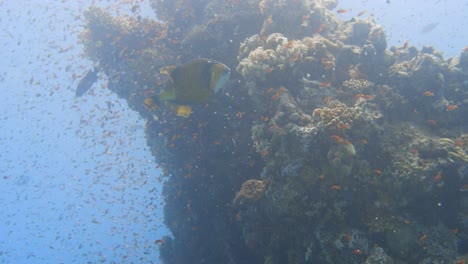 Pez-Ballesta-Nadando-Hacia-Arriba-A-Través-De-Un-Gran-Grupo-De-Peces-Cerca-De-Un-Pináculo-Cubierto-De-Coral-En-Cámara-Lenta-En-4k