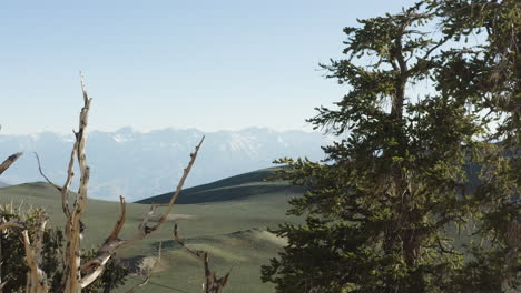 Hermosa-Vista-Clara-De-Las-Montañas-Detrás-De-Los-árboles-En-El-Antiguo-Bosque-De-Pinos-Bristlecone,-California,-Estados-Unidos