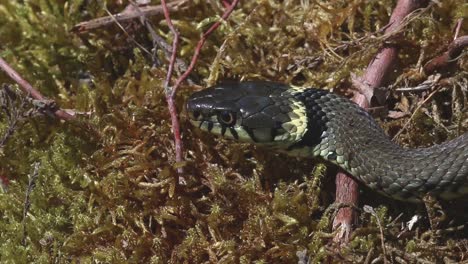 Closeup-of-a-Grass-Snake,-Natrix-helvetica,-Spring