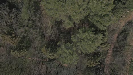 Birdseye-reveal-shot-of-Perafita-Castle-surrounded-by-trees-in-Catalonia,-Spain