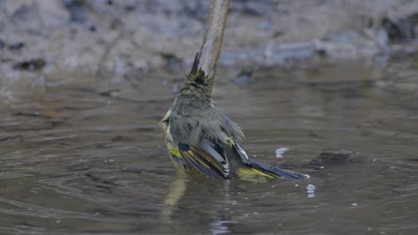 Fulchoki-Godawori-In-Kathmandu-Ist-Die-Heimat-Seltener-Vögel-Aus-Nepal