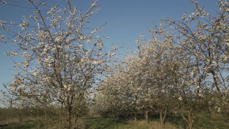 Huerto-De-Manzanos-Lleno-De-Flores-En-Primavera-En-Tierras-Agrícolas,-Seguimiento-Aéreo-Bajo