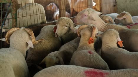 A-sacrificial-goat-is-being-fed-at-a-makeshift-livestock-market-ahead-of-the-Muslim-festival-of-Eid-al-Adha,-in-Turkey