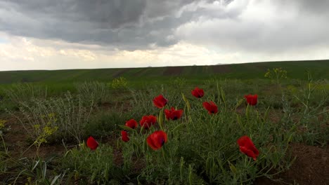 Grünes-Mohnfeld-Mit-Roter-Opiumpflanze,-Malerische,-Wunderbare-Ebene,-Weite-Sicht-Auf-Die-Bemerkenswerte-Naturattraktion,-Natürliche-Blumenarten,-Weide-Im-Frühling,-Wildblume-Im-Iran,-Naher-Osten