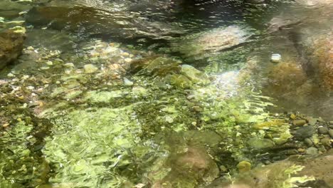 forest-sunlight-reflect-on-water-surface-river-flow-slow-calm-stream-in-nature-landscape-scenic-shallow-water-Hyrcanian-nature-valley-waterfall-spring-water-in-Iran-middle-east-clean-crystal-healthy