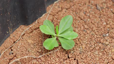 Pequeña-Planta-Que-Crece-En-Suelo-Muy-Seco-En-Una-Maceta