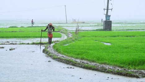 Älterer-Indischer-Bauer,-Der-Während-Der-Monsunzeit-Im-Regen-Auf-Einem-Landwirtschaftlichen-Bauernhof-Spaziert