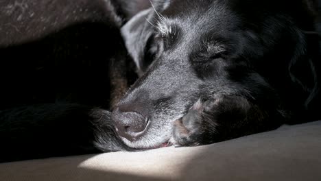 Sleeping-senior-black-dog-with-sunlight-on-its-face