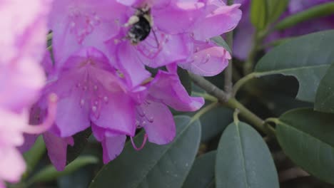 Una-Abeja-Enfocada-Nítidamente-En-Un-Pétalo