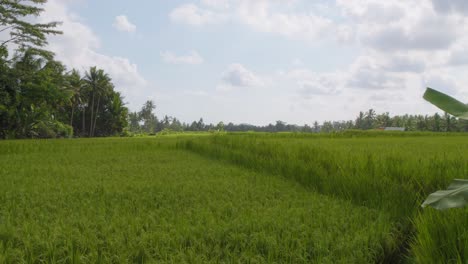 The-lush-green-rice-fields-of-Ubud-in-Bali,-Indonesia,-stretch-out-under-a-bright-sky