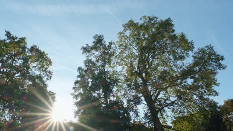 Trees,-blue-sky-and-sun-in-Paris-with-bus-passing-by