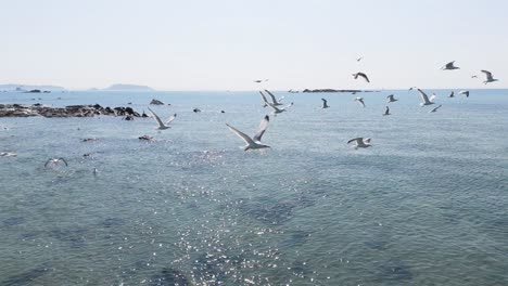 Seabirds-taking-flight-from-shoreline-on-calm-bright-day