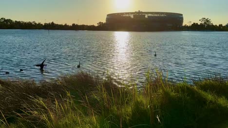 Perth-Stadium-and-Matagarup-Bridge-at-sunrise-panning-to-Black-Swans-on-Swan-River