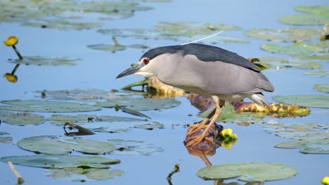 Nycticorax,-Un-Género-De-Garzas-Nocturnas,-Garzas-Nocturnas-Coronadas-Negras-Esperando-A-Su-Presa