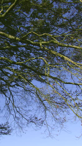 Äste-Kontrastieren-Mit-Dem-Blauen-Himmel