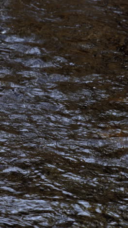 Close-up-of-a-stream