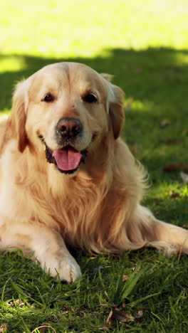 Lindo-Labrador-Tirado-En-La-Hierba