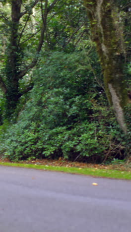 Road-surrounded-by-trees