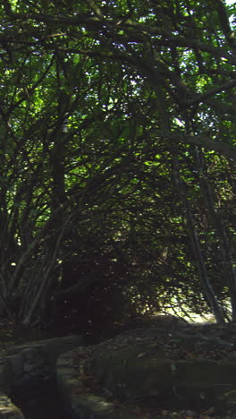 Panoramic-shot-of-wooded-area