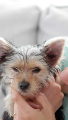 Woman-cuddling-her-cute-yorkshire-terrier-puppy-on-sofa