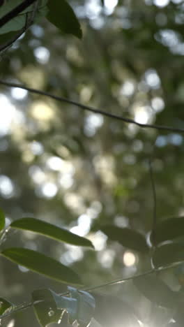 Close-up-of-leaves-on-the-trees