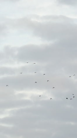 Flock-of-birds-flying