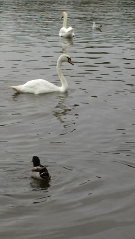 Ducks-and-swans-swimming-in-water