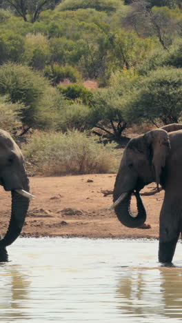 Elephants-drinking-from-watering-hole