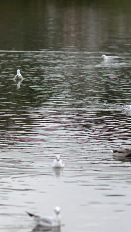 Enten-Schwimmen-Im-Wasser