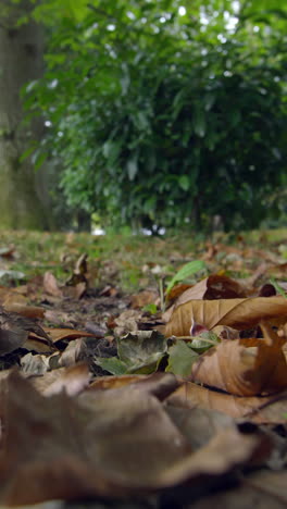 Herbstblätter-Auf-Dem-Boden