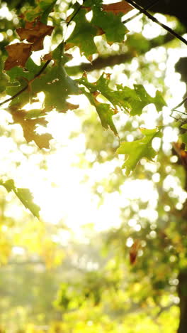 Maple-leaf-falling-from-tree