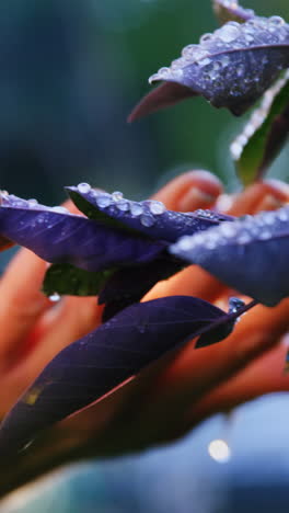 Close-up-of-gardner-checking-plant