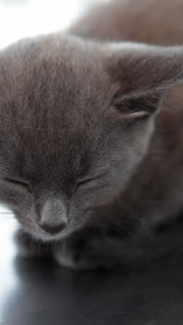 Pequeño-Gatito-Gris-Sentado-En-La-Mesa-Del-Veterinario